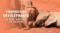 Eléphants : retour à la vie sauvage Sur la piste des éléphants : Le parc nationnal de Tsavo-Eats