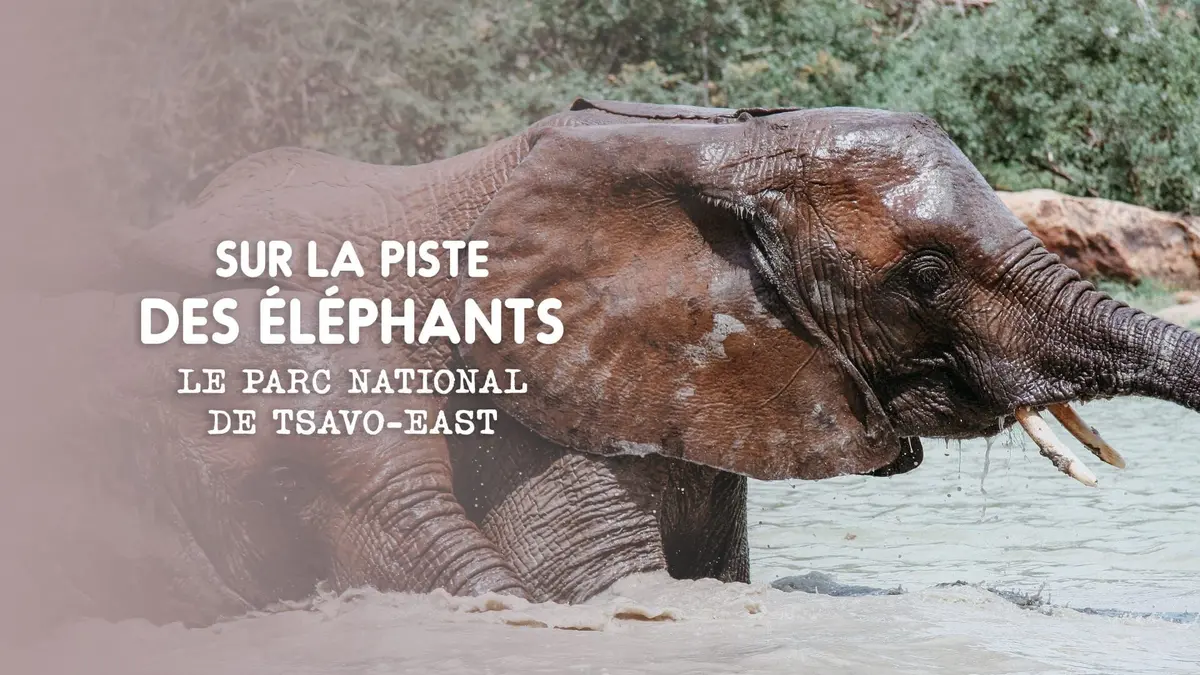 Eléphants : retour à la vie sauvage L'orphelinat des éléphants : Le parc national de Nairobi