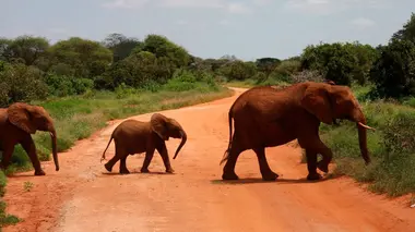 Sur la piste des éléphants : Le parc nationnal de Tsavo-Eats