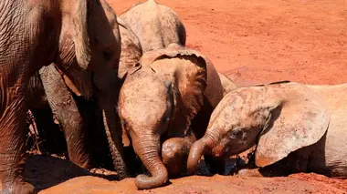 Elephants : retour à la vie sauvage E02 Sur la piste des éléphants : Le parc nationnal de Tsavo-Eats