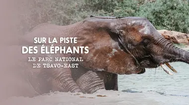 Eléphants : retour à la vie sauvage L'orphelinat des éléphants : Le parc national de Nairobi