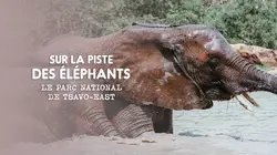 Sur Animaux à 21h30 : Eléphants : retour à la vie sauvage