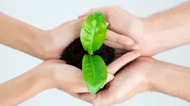 Elles plantent, plantons!