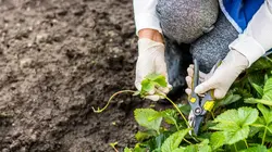 Elles plantent, plantons !