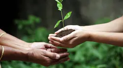 Elles plantent, plantons !