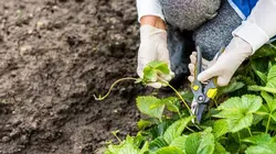 Elles plantent, plantons !