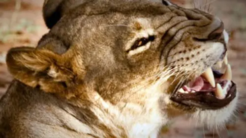 Elsa, la lionne qui a changé le monde