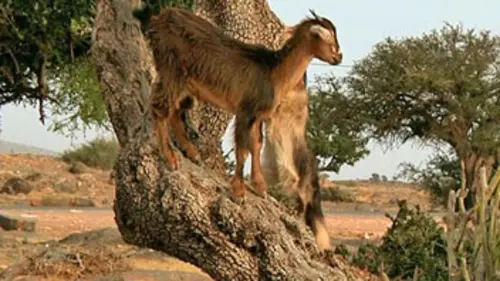 Embarquement immédiat E03 Guelmim