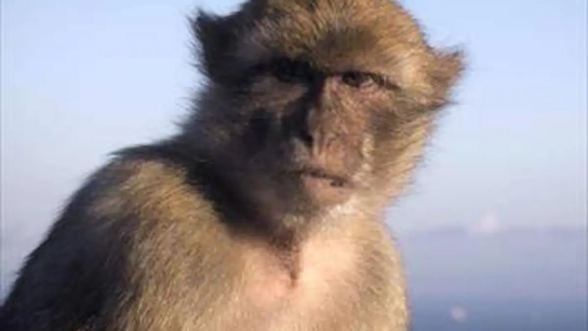 Empire animal Préserver sa famille