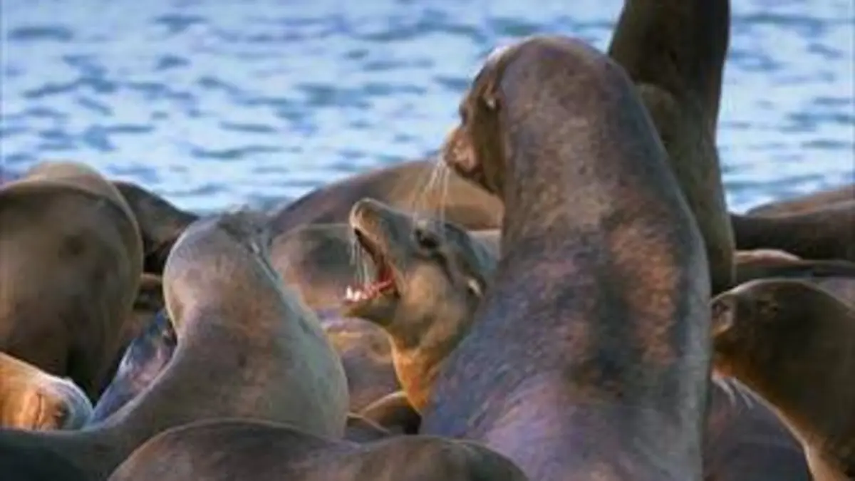 Empire animal Reconstruire son royaume