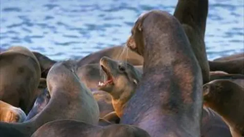 Empire animal Reconstruire son royaume