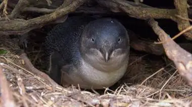 Protéger les sanctuaires