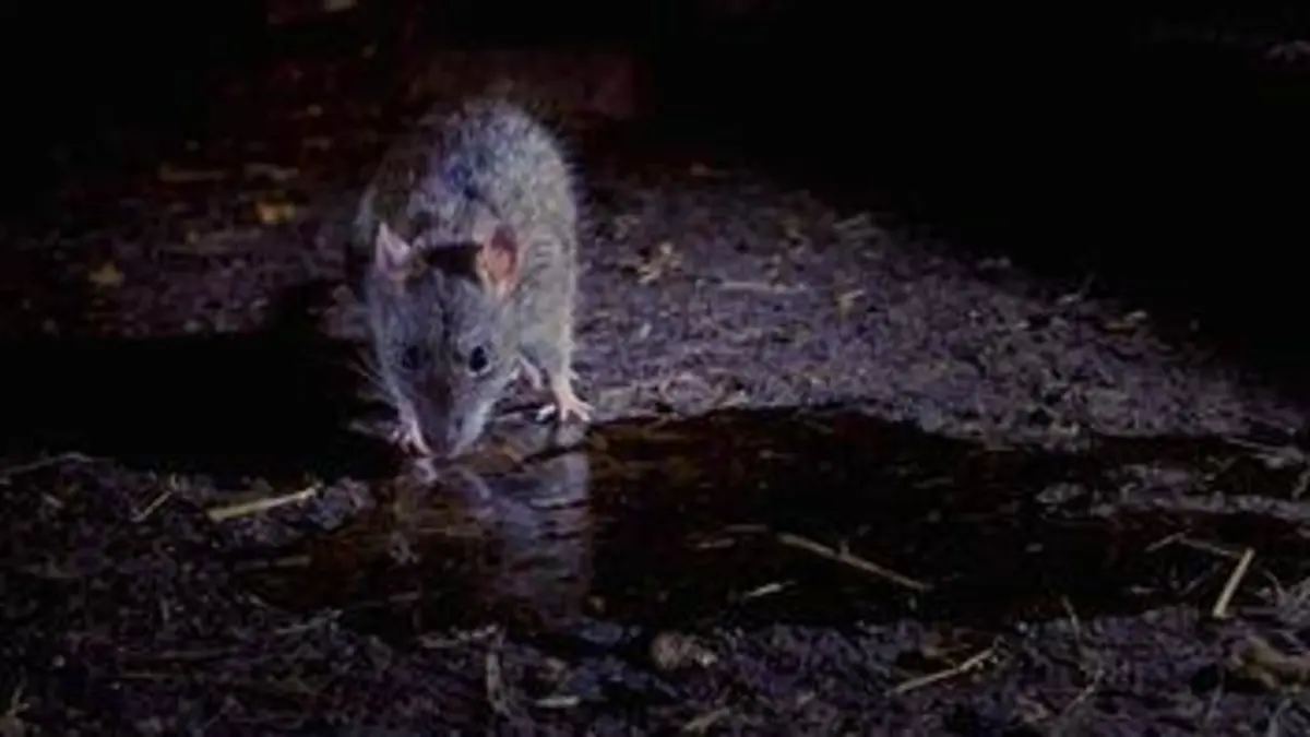 Empire animal Envahir la ville