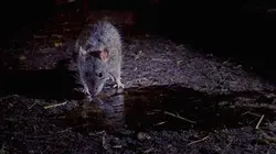 Sur Ushuaïa TV à 20h40 : Empire animal
