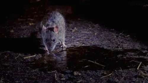 Empire animal Envahir la ville