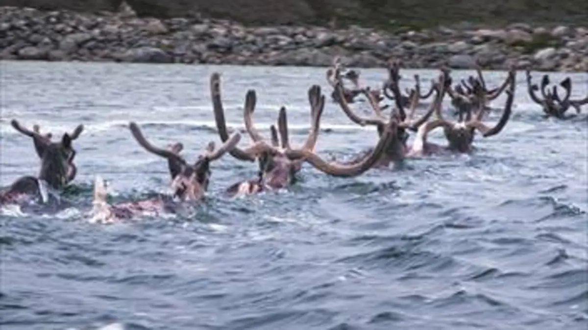 Empire animal Migrer pour survivre