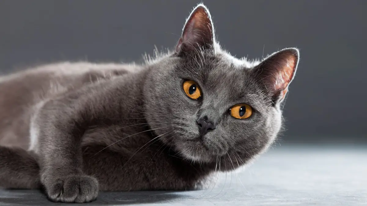 Empire félin Un lion dans le salon