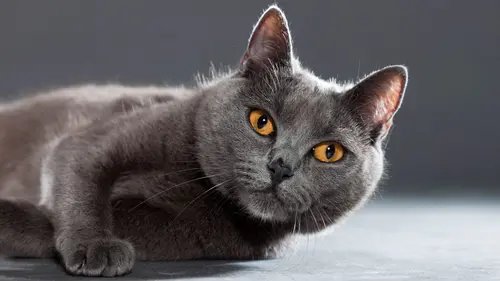 Casting Empire félin Un lion dans le salon