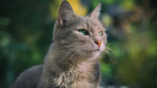 Empire félin Cat-astrophe