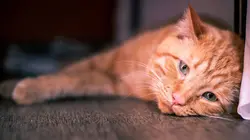 Empire félin Cat-astrophe