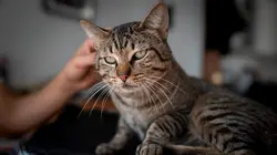 Empire félin Un lion dans le salon