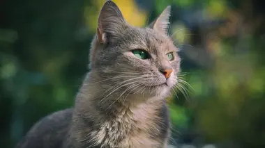Empire félin Cat-astrophe
