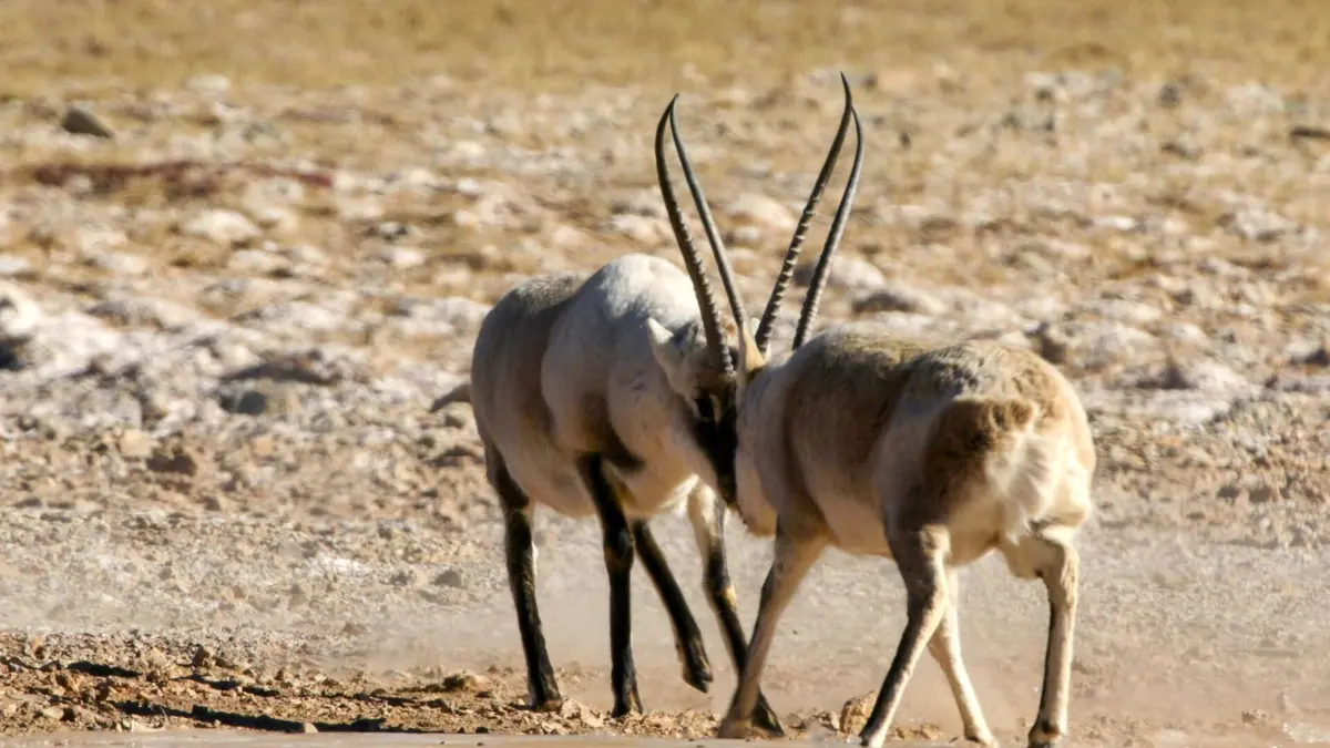 Empires sauvages L'odyssée des antilopes du Tibet