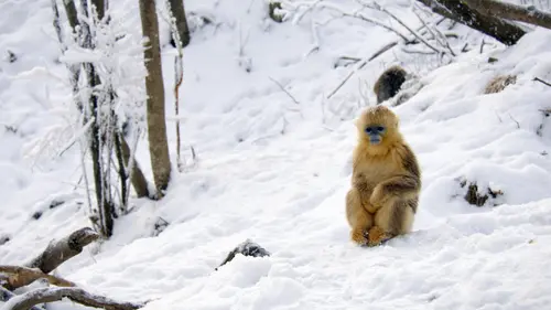 Empires sauvages S01E01 Les singes dorés du Hubei