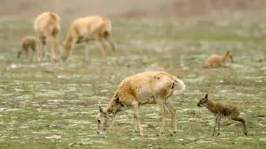 L'odyssée des antilopes du Tibet
