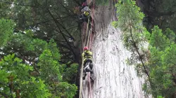 Visuel de En Californie, la mission des grimpeurs d'arbres géants