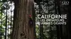 2014 • En Californie, la mission des grimpeurs d'arbres géants