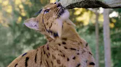 En catimini : Le retour des espèces disparues