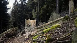 En catimini : Le retour des espèces disparues