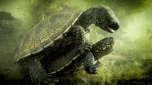 En catimini : Le retour des espèces disparues