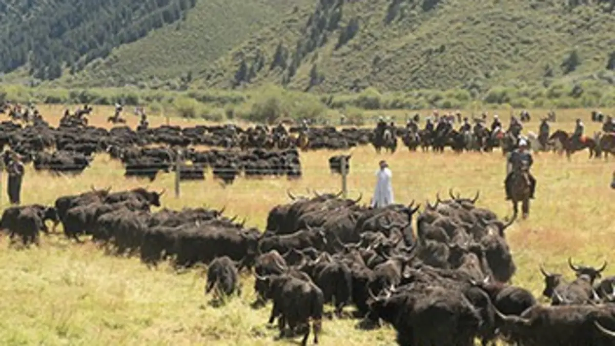 En Chine, le retour du yak