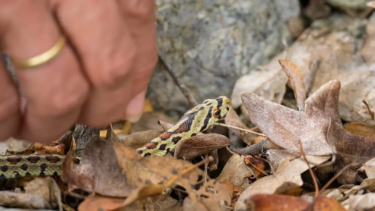 En Croatie, attention aux serpents !