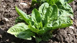 En cuisine les enfants