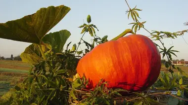 La soupe de citrouille