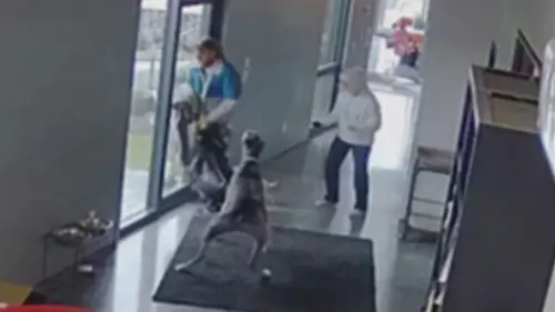 En flagrant délit Chiens de garde