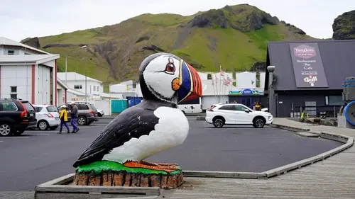 En Islande, on sauve les macareux