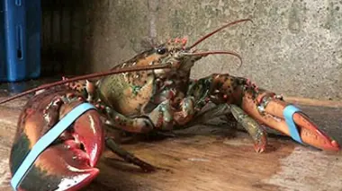 Joyeux Noël, joyeux business !