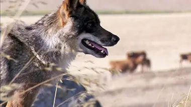 En quête de loup