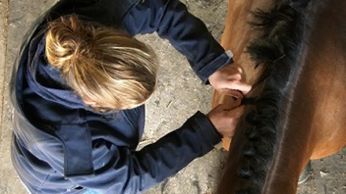 En quête de métiers E03 Le palefrenier