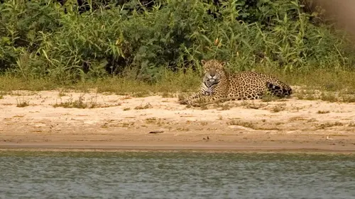 En quête du jaguar