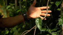 En quêtes indigènes