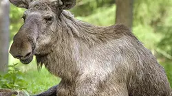 Visuel de En Suède, sur la piste des élans