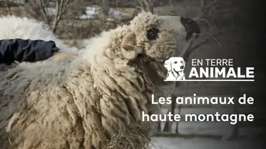 Les animaux de haute montagne