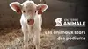 En terre animale