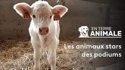 En terre animale