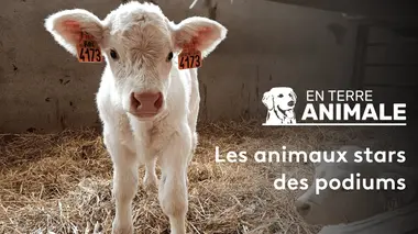 Les animaux stars des podiums